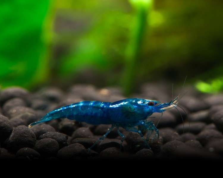 Blue Shrimp SPECIAL OFFER ~ 1-2cm